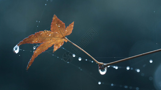 下雨滴水素材春季雨水雨滴水珠特写背景