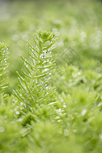 春天嫩绿的小草雨滴背景图片