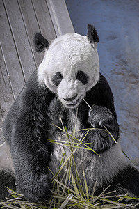 中国国宝大熊猫背景图片