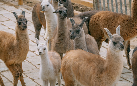 偶蹄目骆驼科羊驼原驼背景图片