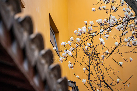 春天上海龙华寺玉兰花背景