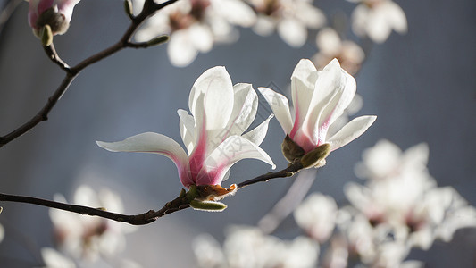 粉色花卉代金券春天盛开的玉兰花背景