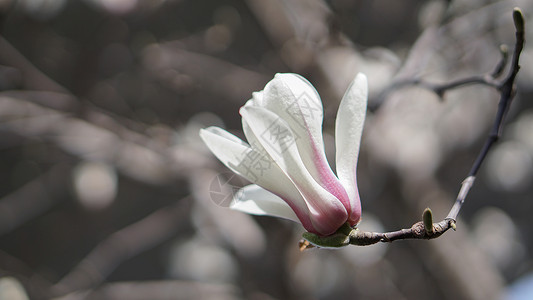 特写风景春天盛开的玉兰花背景