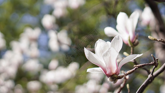 一枝粉色玉兰春天盛开的玉兰花背景