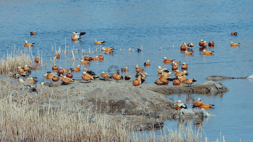 春季候鸟赤麻鸭图片