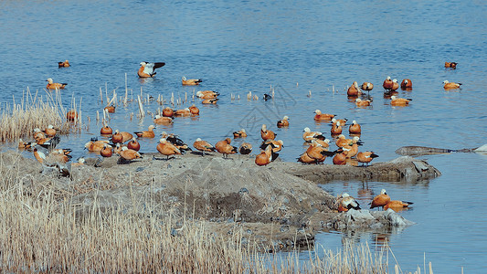 春季候鸟赤麻鸭高清图片