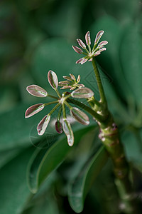 养号素材养植花卉鸭掌木特写背景