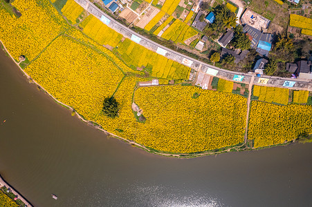 潼南油菜花重庆潼南崇龛油菜花背景