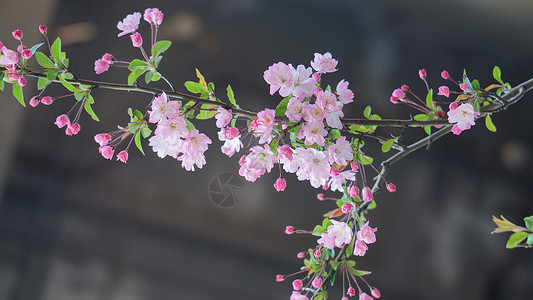 手抓肉丝春天盛开的海棠花背景