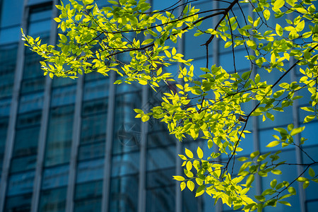 春天阳光下新生的绿叶背景图片