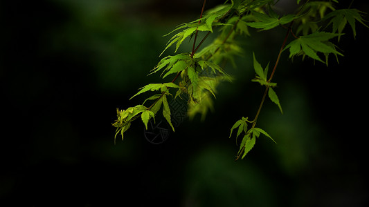 春季树木绿芽特写背景图片