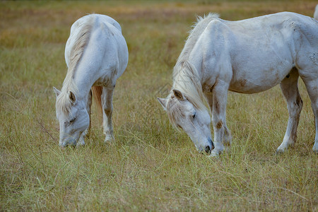两匹春季草原白马背景