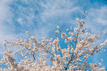 蓝天白云下的唯美樱花背景图片