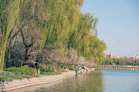 春意满满的北京玉渊潭樱花背景图片