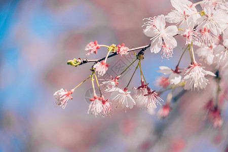 春意满满的北京玉渊潭樱花背景