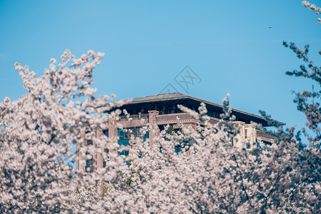 春意满满的北京玉渊潭樱花背景图片