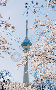 应春花北京玉渊潭盛开的樱花背景