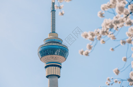 北京玉渊潭盛开的樱花背景图片