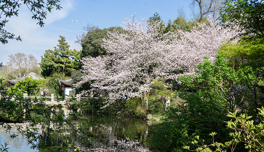 古水储备春天樱花盛开的江南园林背景