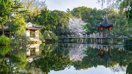 古东春天樱花盛开的江南园林背景