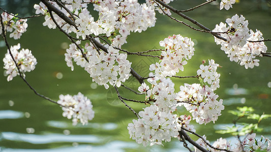 水蕉花春天盛开的樱花背景