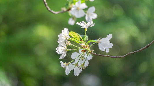 林登春天盛开的樱花背景
