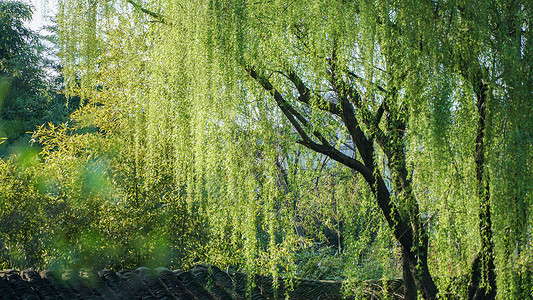 柳条手绘春天翠绿的柳树背景