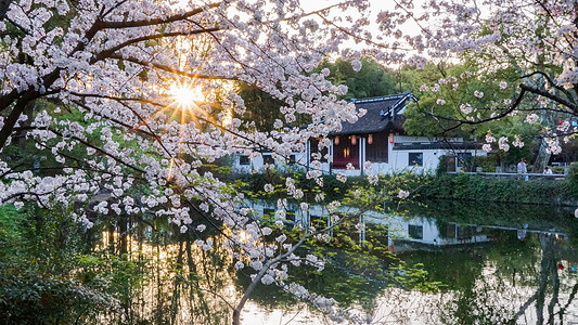 镜星春天樱花盛开的江南园林背景