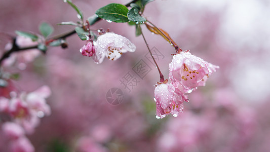 垂耳的春雨后的海棠花背景