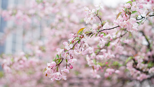 西葫芦丝春雨后的海棠花背景