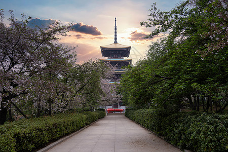 十二月花季春天花季武汉东湖樱园樱花与五重塔背景