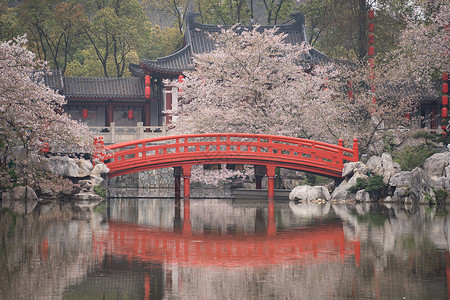 春天园武汉春天旅游东湖樱花园盛开的樱花树背景
