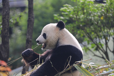 B门大熊猫吃竹子背景