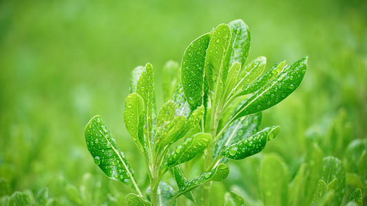 春雨下的植物图片