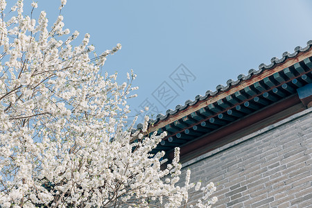 春季唯美北京雍和宫前白色梨花背景