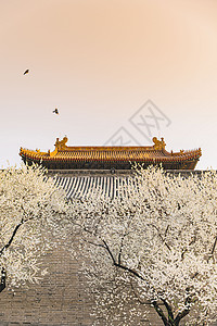 春季唯美北京雍和宫前白色梨花背景图片