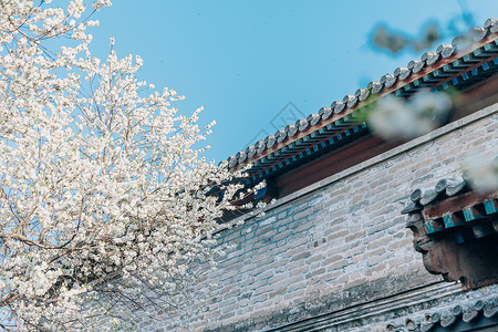 春季唯美北京雍和宫前白色梨花背景图片