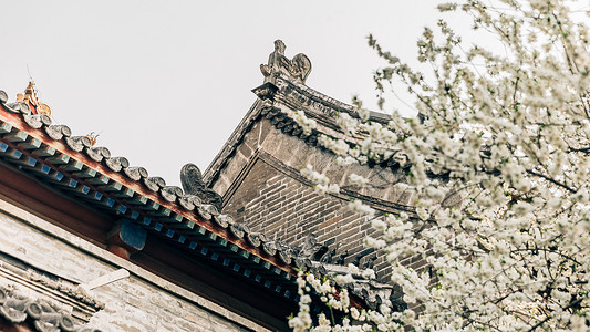 粉色唯美优惠卷春季唯美北京雍和宫前白色梨花背景