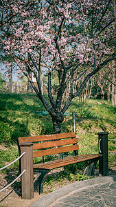 白粉色北京春天奥林匹克森林公园的白梨花背景