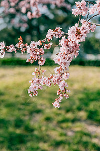 公园的白梨花背景图片