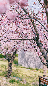 春天公园的白梨花背景图片