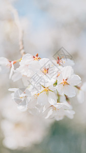 白花朵素材北京春天奥林匹克森林公园的白梨花背景