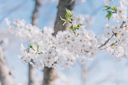 春天公园的白梨花背景图片