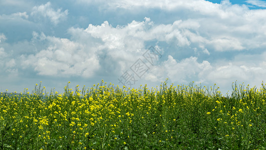 内蒙古夏季油菜花种植背景图片