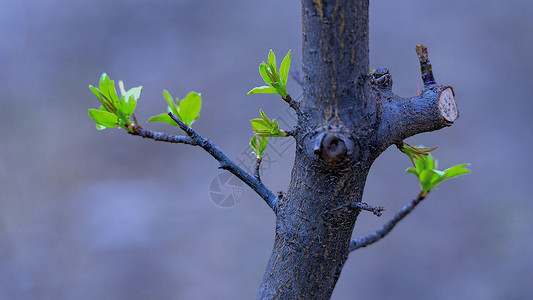 初春树木嫩芽植物高清图片