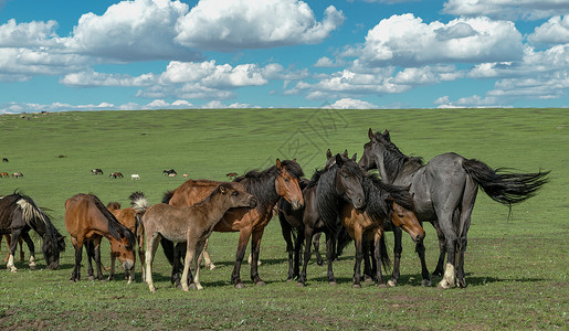内蒙古红石崖高山草原马匹背景图片