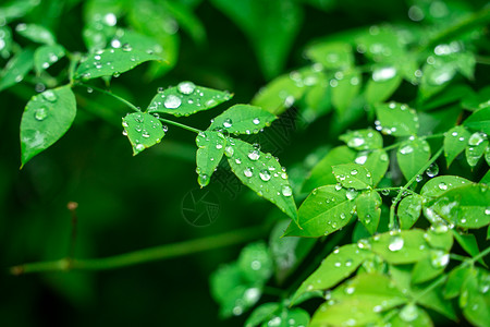 绿色谷雨春天雨水背景