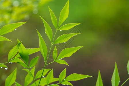 春天雨水背景图片