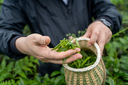 清明宣传春天茶园采茶背景