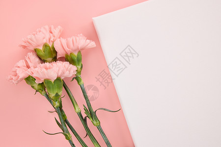 白卡纸桌面上斜放的粉色康乃馨背景